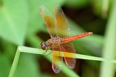 Brachythemis contaminata