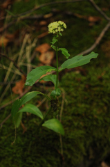 Hylotelephium maximum