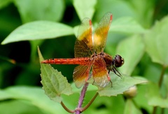 Brachythemis contaminata