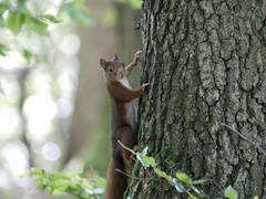 Sciurus vulgaris