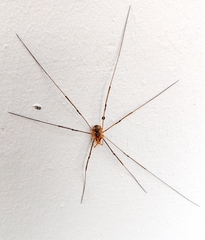 Phalangium opilio
