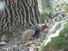 Sciurus vulgaris