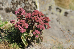 Hylotelephium maximum