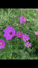 Cosmos bipinnatus
