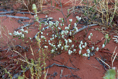 Ptilotus chamaecladus