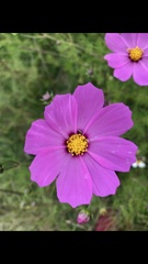 Cosmos bipinnatus