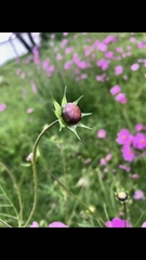 Cosmos bipinnatus
