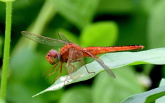 Crocothemis servilia