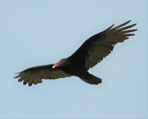 Turkey Vulture photographed in California