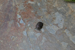 Psacasta exanthematica