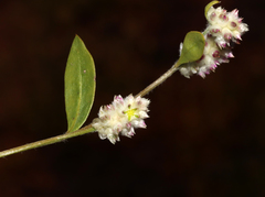 Ptilotus chamaecladus