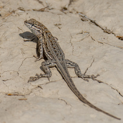 Uta stansburiana stansburiana