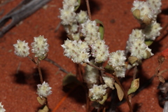 Ptilotus chamaecladus