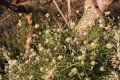 Ptilotus divaricatus