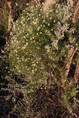 Ptilotus divaricatus