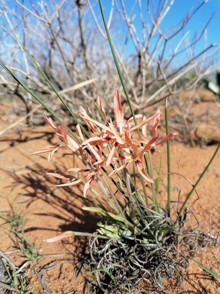 Babiana brachystachys, South Africa