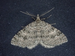 Helastia semisignata