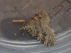 Helastia semisignata