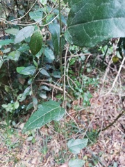 Pyrenacantha scandens