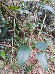 Pyrenacantha scandens