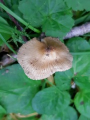 Inocybe praetervisa
