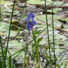Pontederia australasica