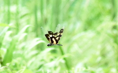 Rhyothemis variegata