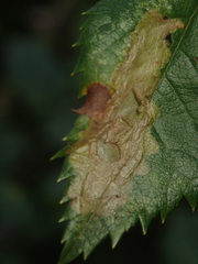 Coptotriche marginea