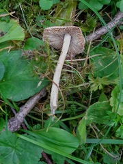 Inocybe praetervisa