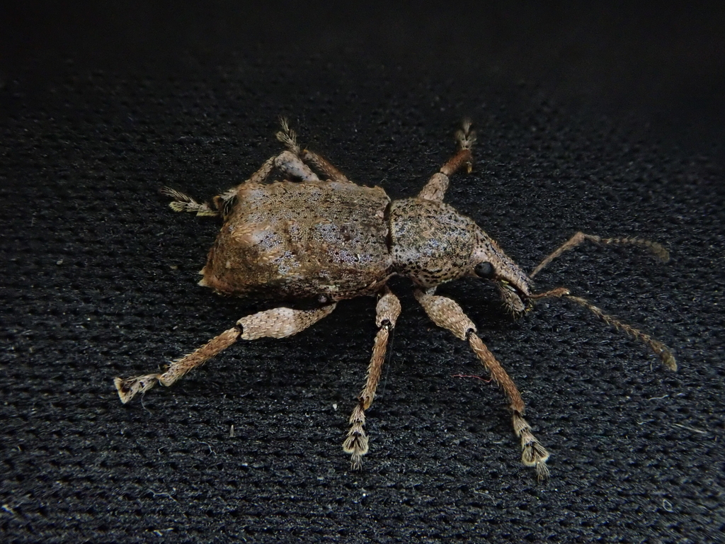 Catoptes binodis