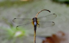 Brachydiplax chalybea