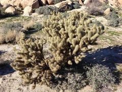 Cylindropuntia wolfii