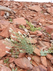 Pimelea trichostachya