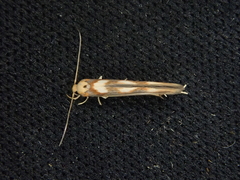 Stathmopoda caminora