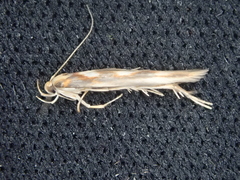 Stathmopoda caminora