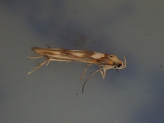 Stathmopoda caminora