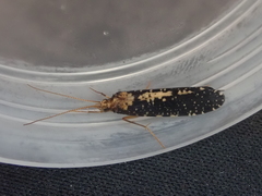 Polyplectropus