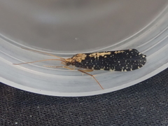 Polyplectropus