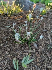 Anigozanthos bicolor decrescens