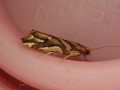 Pyrgotis plinthoglypta