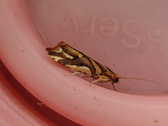Pyrgotis plinthoglypta