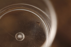 Synageles occidentalis