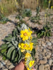 Verbascum gnaphalodes
