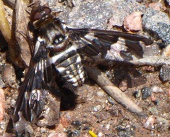 Exoprosopa dorcadion