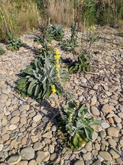 Verbascum gnaphalodes