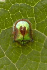 Charidotella succinea