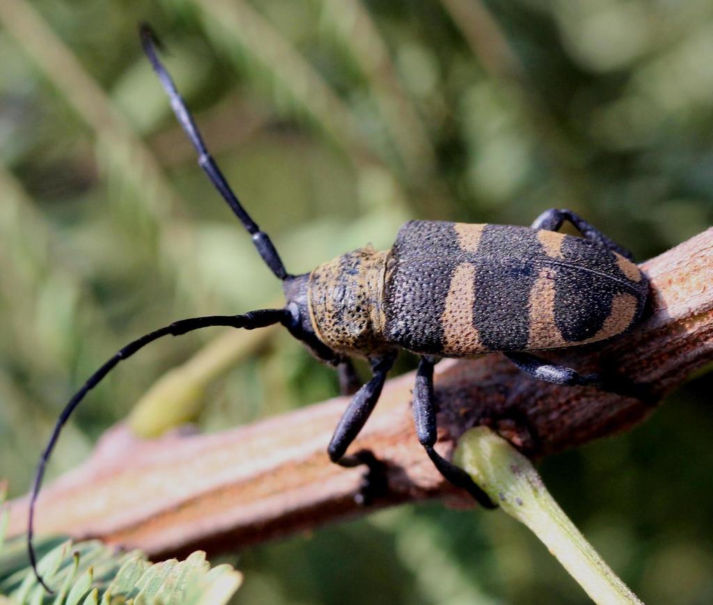 Pycnopsis