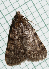 Aglossa pinguinalis