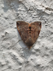 Lepidoptera