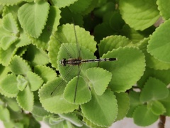 Diplacodes trivialis